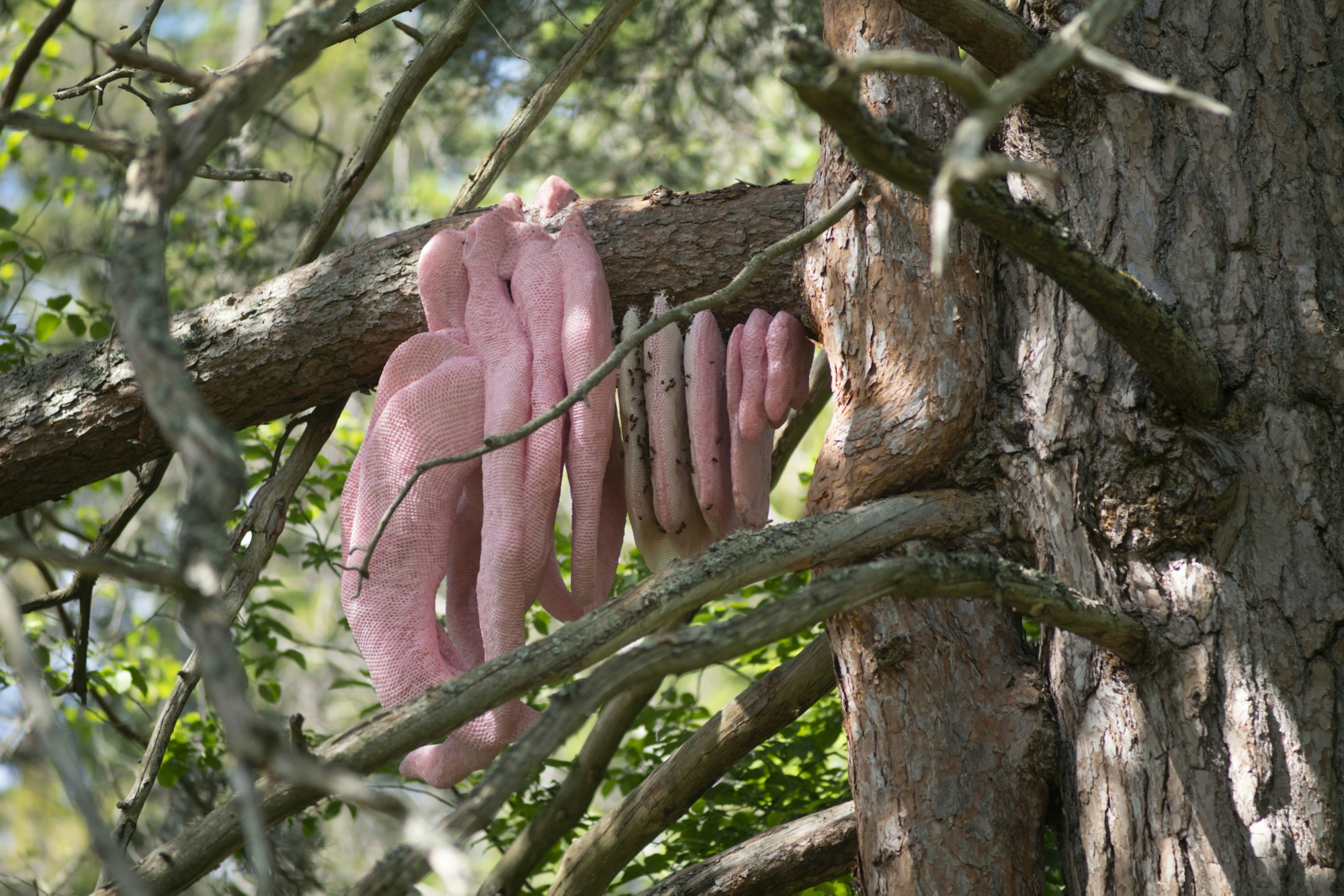 A pink beehive hanging from a tree in the wood. The beehive is a mutation made by artificial intelligence.